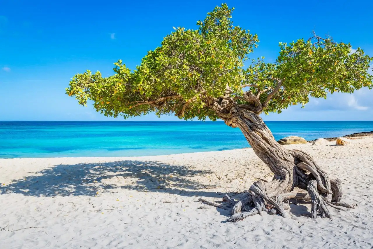 About Aruba – Discover the Iconic Divi-Divi Tree on Eagle Beach Divi-Divi tree on Aruba’s Eagle Beach with turquoise Caribbean waters and bright blue skies