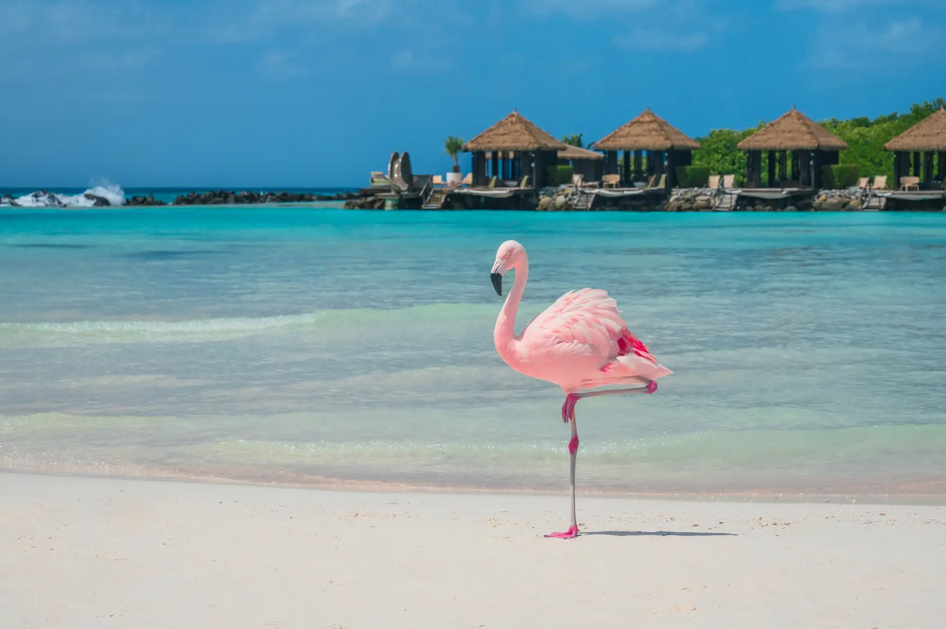 Flamingo Beach Aruba – Renaissance Island’s Iconic Attraction Pink flamingo walking along the shoreline of Renaissance Island’s Flamingo Beach in Aruba with turquoise water and overwater cabanas in the background