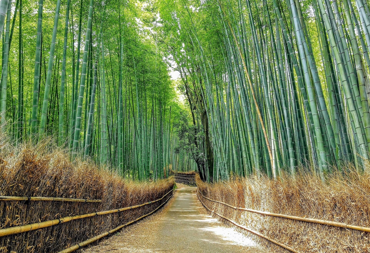 Bamboo grove paths in Arashiyama, Kyoto Bamboo grove paths in Arashiyama, Kyoto