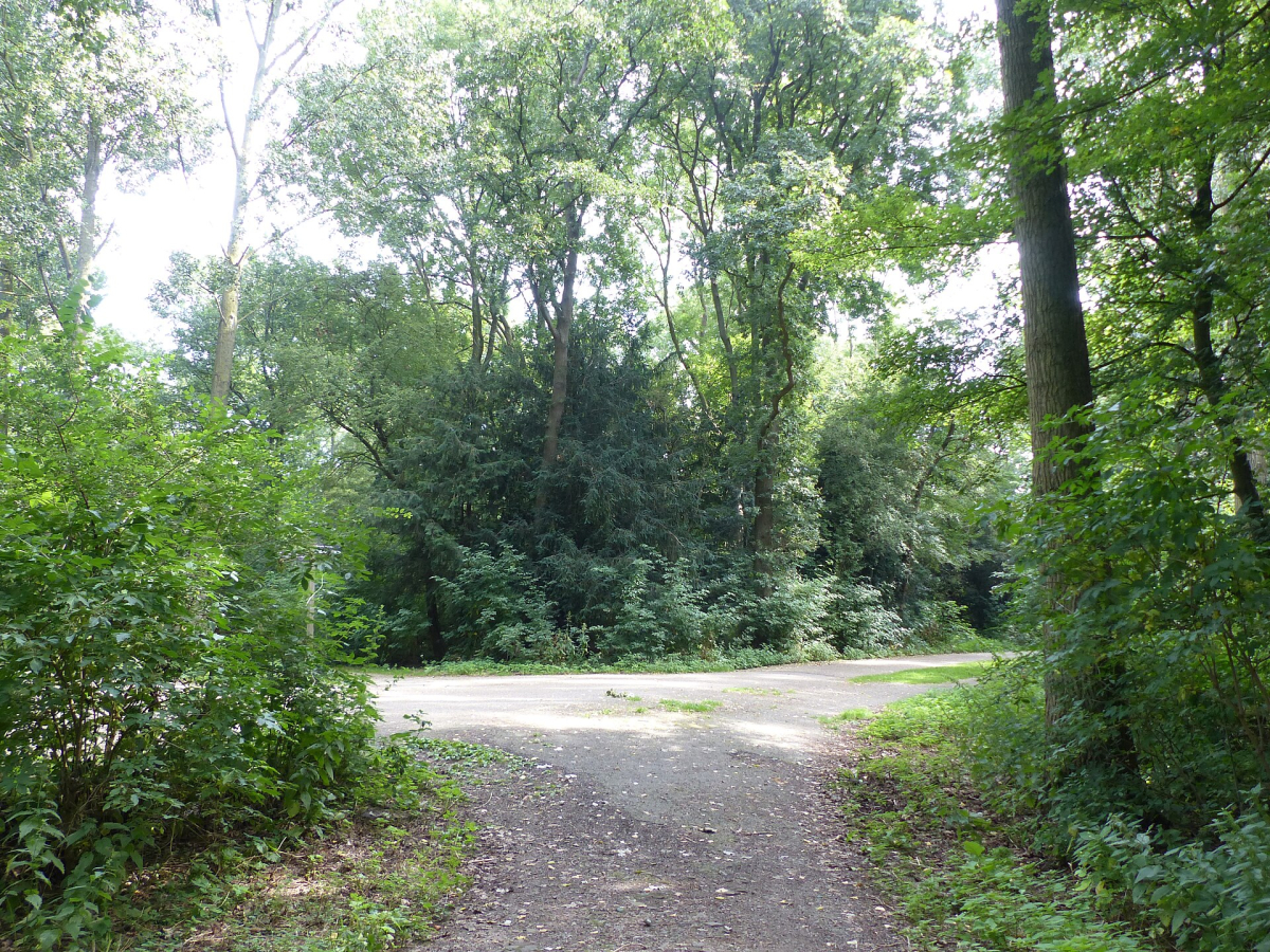 A green path in the Amsterdamse Bos. A green path in the Amsterdamse Bos.