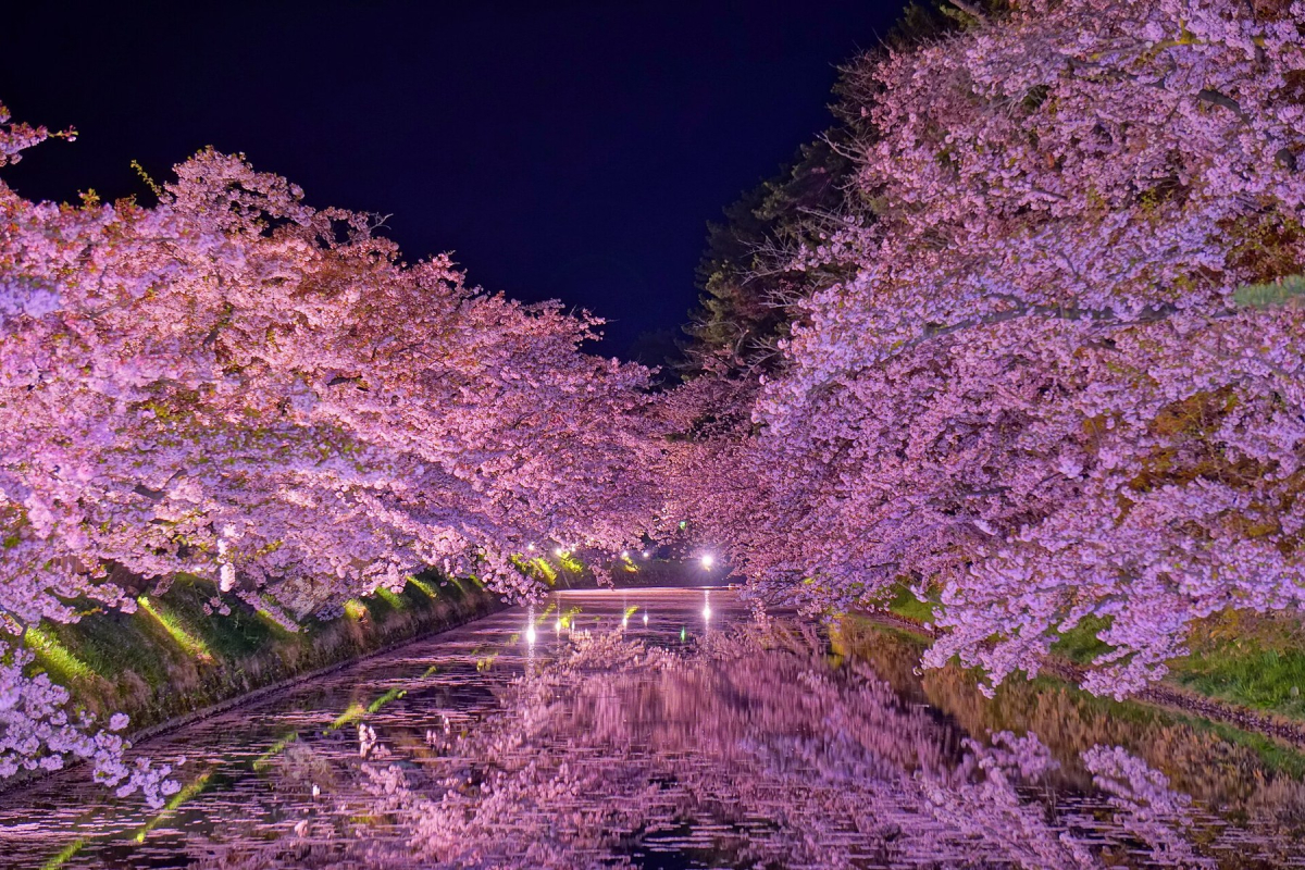 Cherry blossoms beside Hirosaki Castle’s moat Cherry blossoms beside Hirosaki Castle’s moat