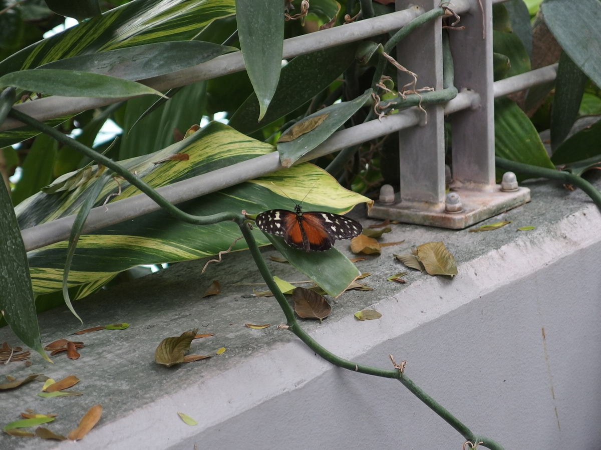 A butterfly in the butterfly house at ARTIS. A butterfly in the butterfly house at ARTIS.