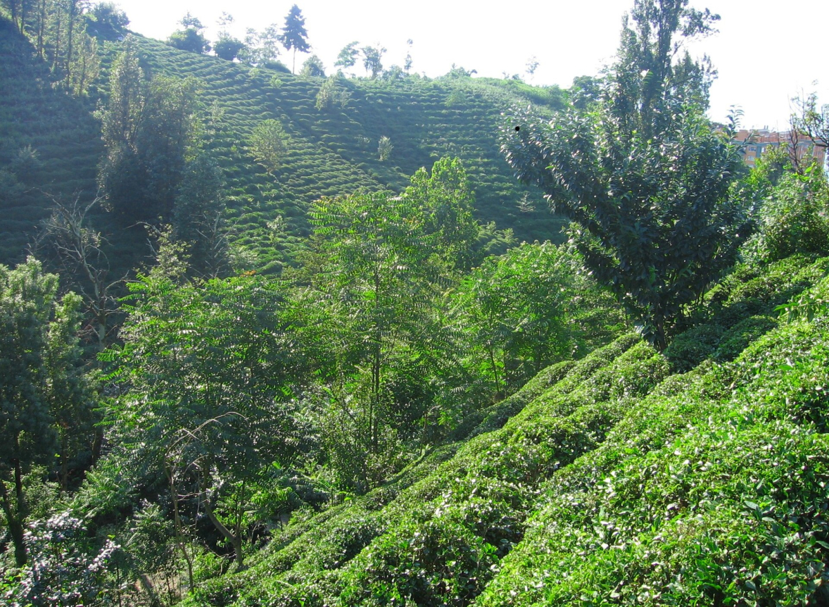 Green tea gardens covering a hillside near Rize Green tea gardens covering a hillside near Rize